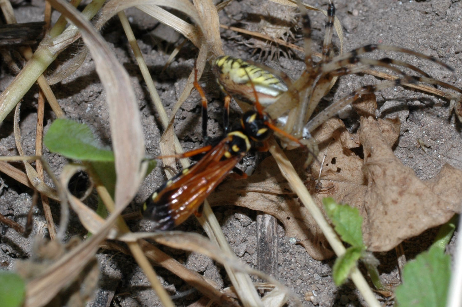 Batozonellus lacerticida con preda (Argiope Bruennichi)